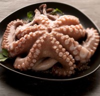 Octopus ( Poulpe)