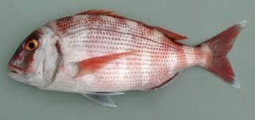 Red porgy (pagrus pagrus)