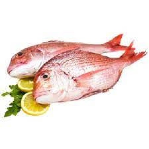 Red porgy (pagrus pagrus)