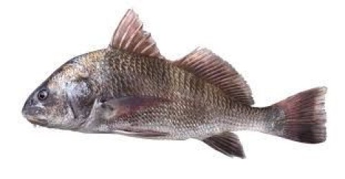 Black drum (oogonia corms)