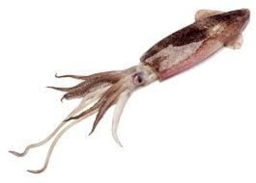 Squid (calamari)