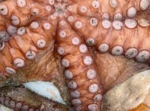 Octopus ( Poulpe)