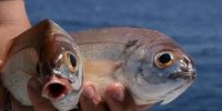 Red porgy (pagrus pagrus)